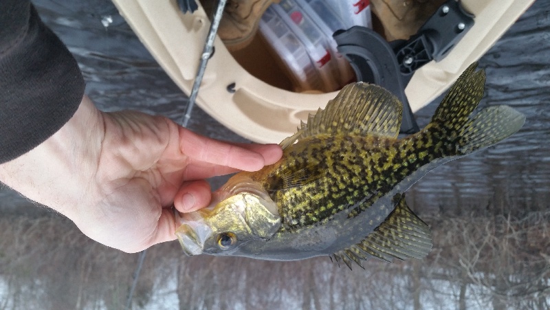 black crappie 