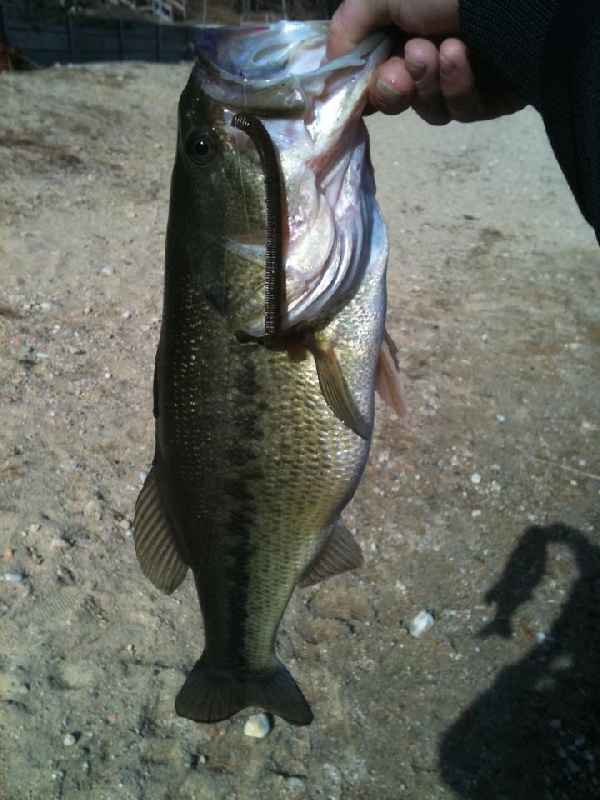 drop shot fish
