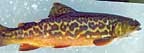 Beautiful Tiger Trout
