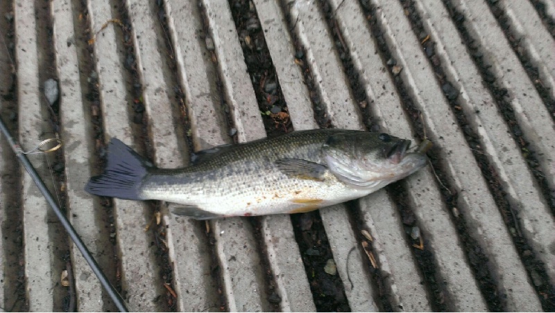 Largemouth /hardy pond