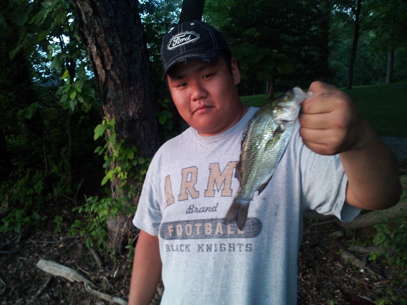 White Perch