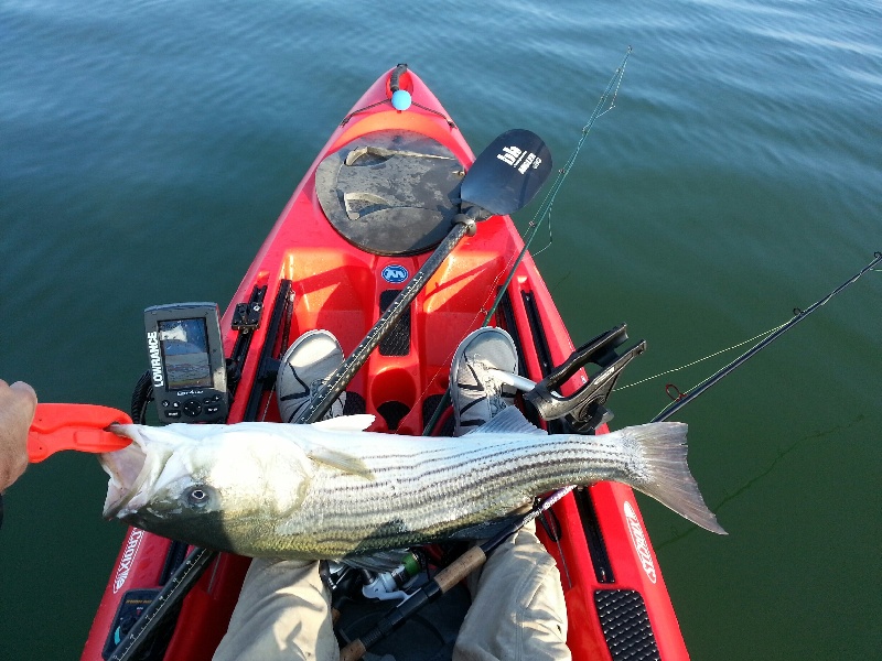 South Shore Striper