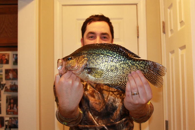 15.5" Crappie pic 2