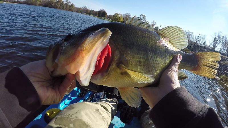 3 lb 10 oz on Red Eye Shad near Penns Grove