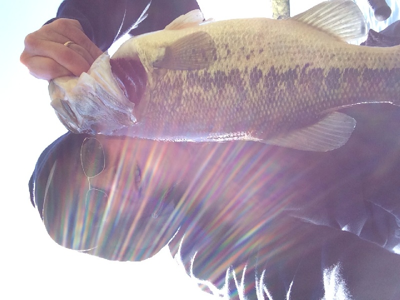 3.5 lb largemouth