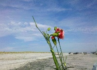 Fished for stripers, caught a rod/reel and flowers Fishing Report