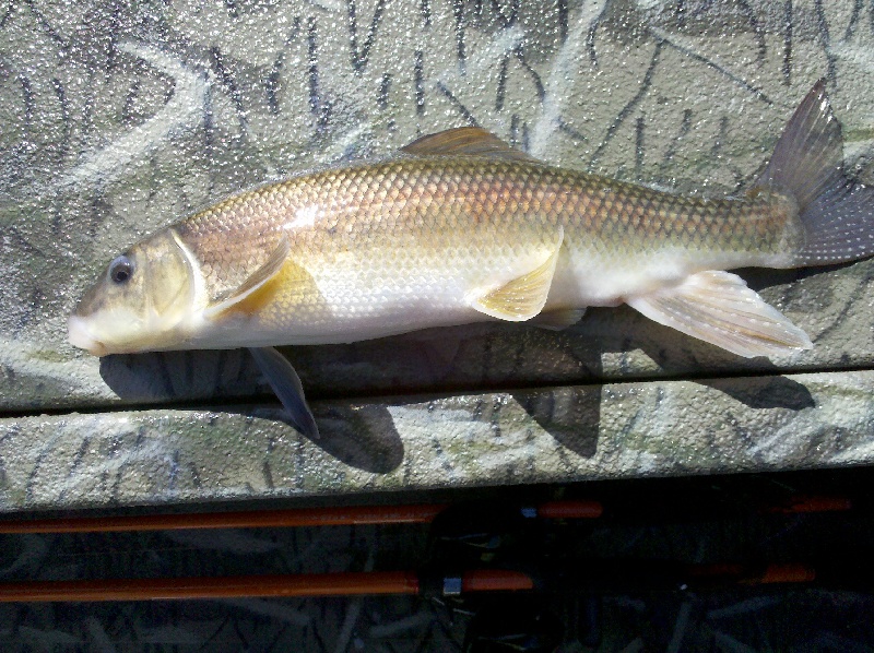White Sucker Fish
