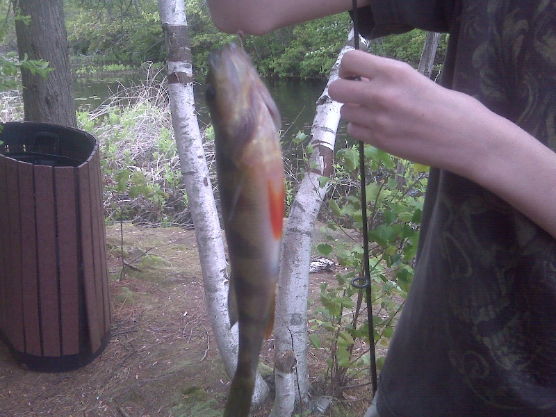 yellow perch near Lavallette